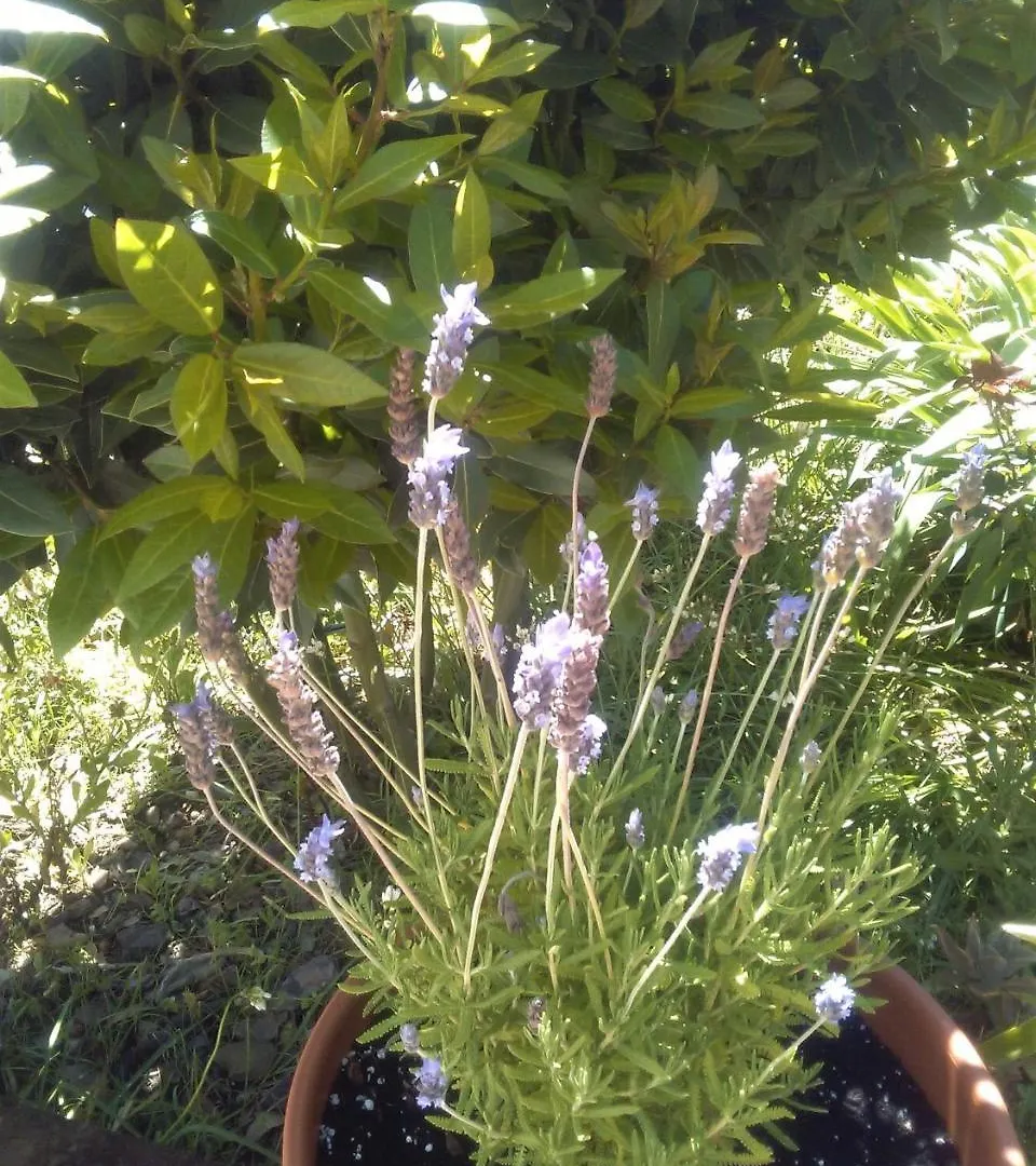 Finca La Rana Verde كورتيس دي لا فرونتيرا 0*,  إسبانيا